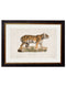 Framed 1824 Tiger Print - Referenced from French 1800s Hand-Coloured PrintVintage FrogPictures & Prints