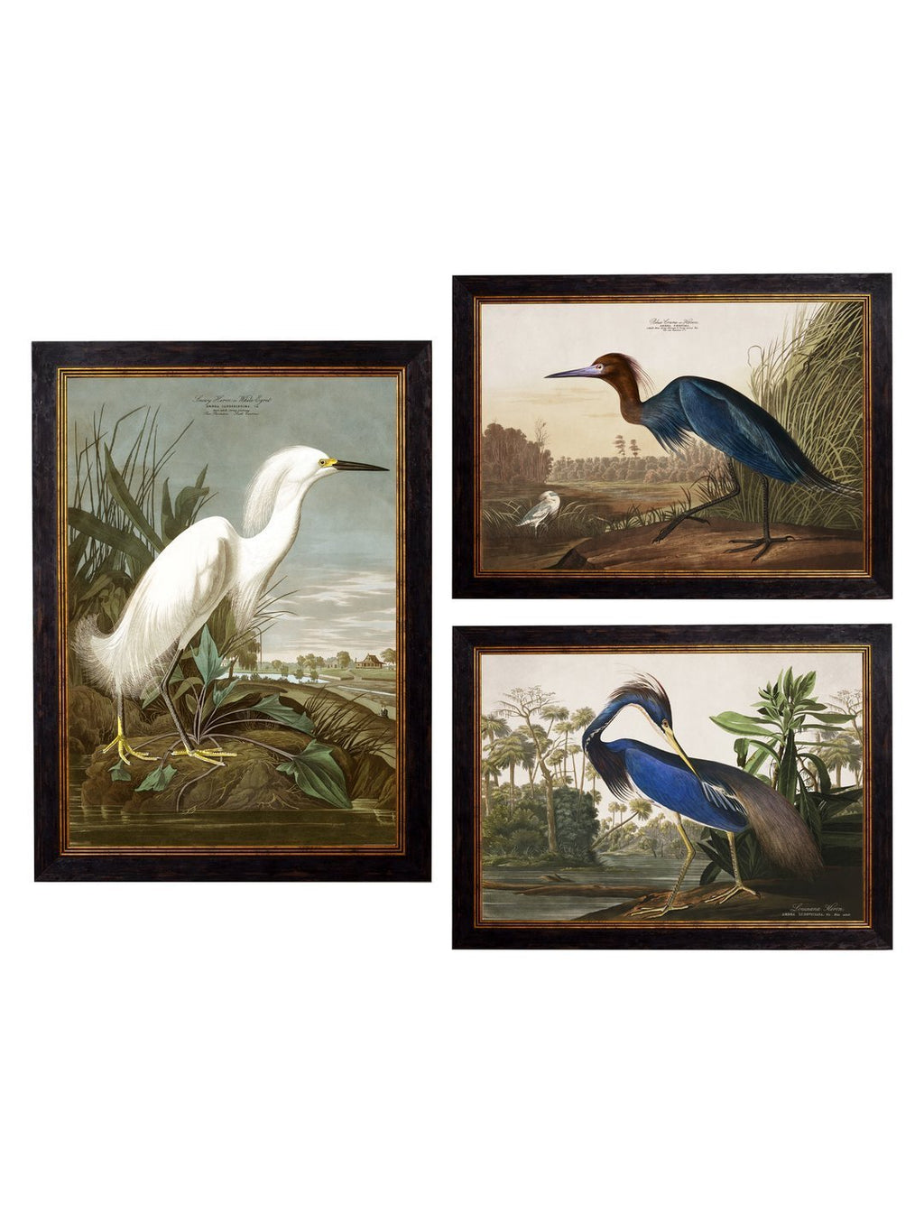 service Disse mærke Framed Audubon's Heron Prints - Referenced From 1838 Hand Coloured Aub –  Vintage Frog