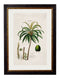 Framed British Studies of South American Palm Trees - Referenced From 1800s French Hand Coloured IllustrationsVintage FrogPictures & Prints