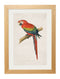 Framed Macaw Prints - Referenced From Illustrations of WT Greene From The Early 1800sVintage FrogPictures & Prints
