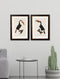 Framed Toucan Prints - Referenced From Hand Coloured 1800s French PrintsVintage FrogPictures & Prints