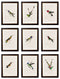 Hummingbirds Circa 1833 Prints - Referenced From The Work Of Sir William JardineVintage Frog T/APictures & Prints
