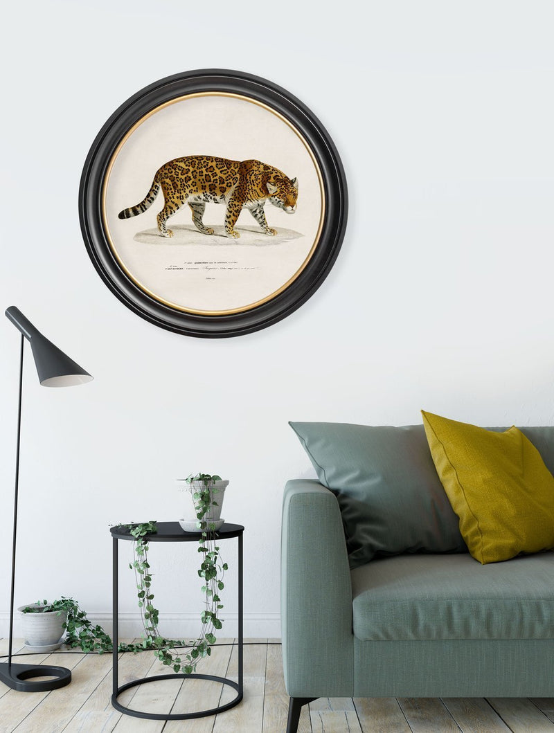 Round Framed 1836 Jaguar Print - Referenced from an 1800s Hand-Coloured PrintVintage FrogPictures & Prints