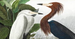 The Beauty of Birds and Nature Captured: James Audubon's Legacy in Art and Illustration - Vintage Frog