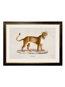 c-1800s-lion-and-lioness-HomeDecorPrints-Wall-Art-framed-picture-quality-prints-surrey-uk Vintage Frog, Surrey, UK