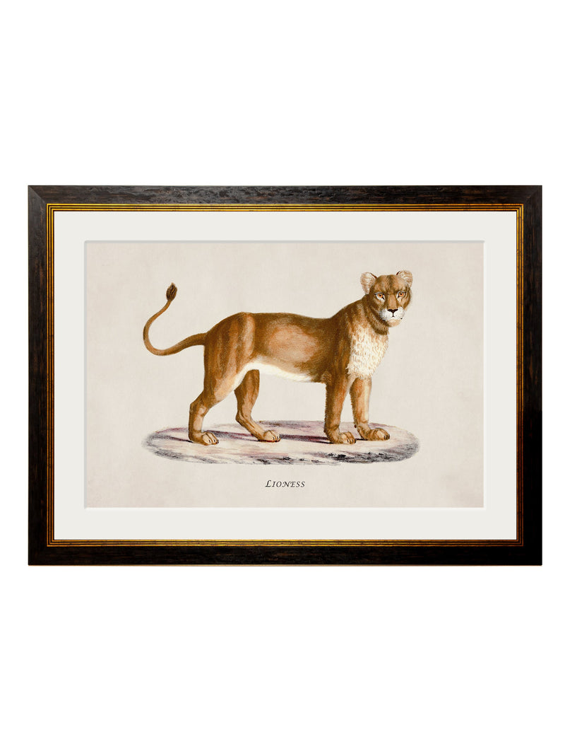 c-1800s-lion-and-lioness-HomeDecorPrints-Wall-Art-framed-picture-quality-prints-surrey-uk Vintage Frog, Surrey, UK