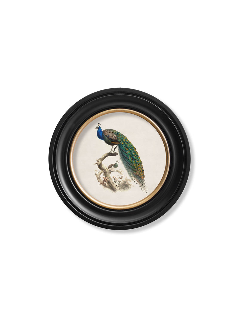 c-1800s-peacock-in-round-frame-HomeDecorPrints-Wall-Art-framed-picture-quality-prints-surrey-uk Vintage Frog, Surrey, UK