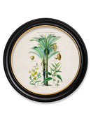 c-1877-tropical-plants-used-as-food-and-clothing-round-frame-1-HomeDecorPrints-Wall-Art-framed-picture-quality-prints-surrey-uk Vintage Frog, Surrey, UK