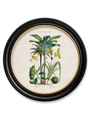 c-1877-tropical-plants-used-as-food-and-clothing-round-frame-1-HomeDecorPrints-Wall-Art-framed-picture-quality-prints-surrey-uk Vintage Frog, Surrey, UK