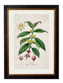 c-1877-tea-plant-giclee-print-HomeDecorPrints-Wall-Art-framed-picture-quality-prints-surrey-uk Vintage Frog, Surrey, UK