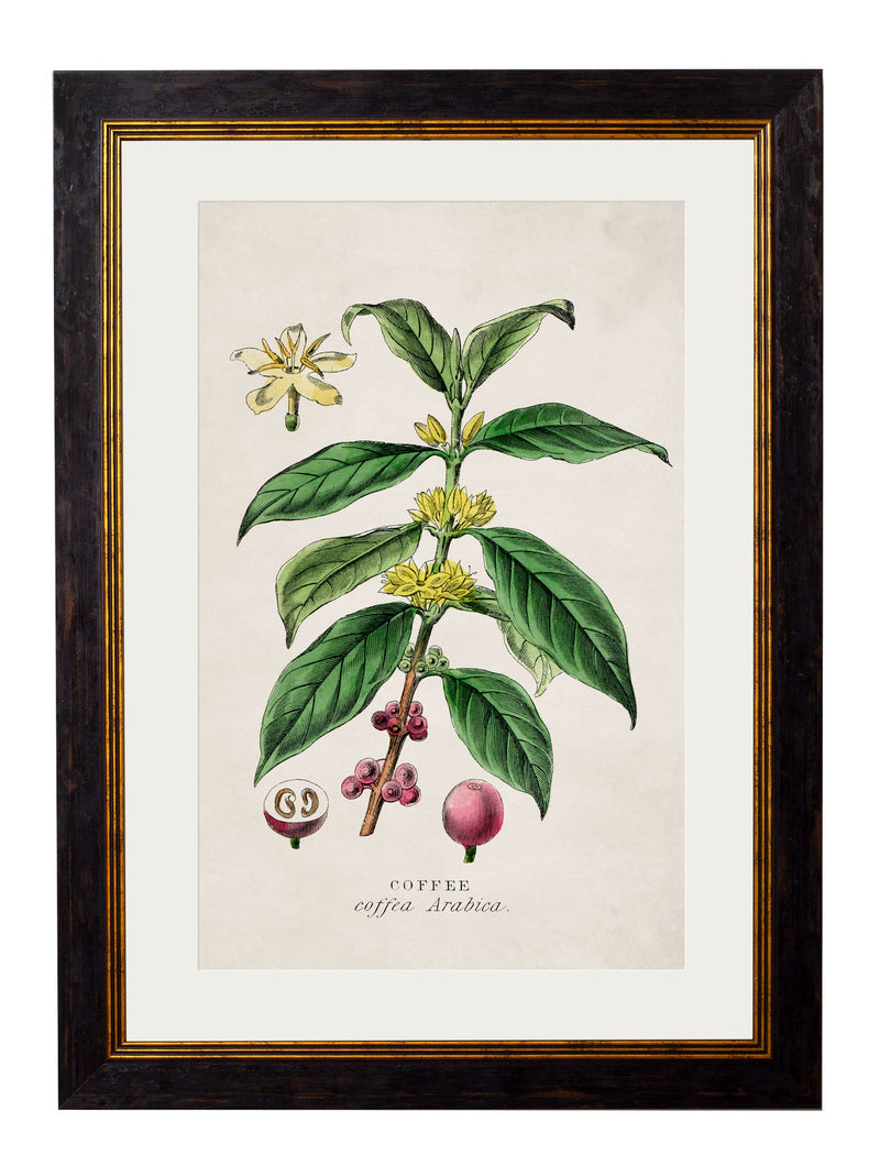 c-1877-tea-plant-giclee-print-HomeDecorPrints-Wall-Art-framed-picture-quality-prints-surrey-uk Vintage Frog, Surrey, UK