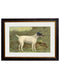 c-1881-terriers-HomeDecorPrints-Wall-Art-framed-picture-quality-prints-surrey-uk Vintage Frog, Surrey, UK