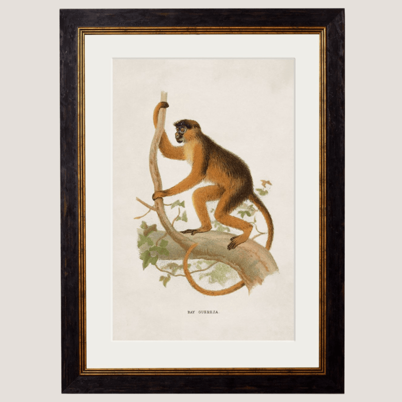 Framed Collection of Primates Prints - Referenced From 1910 IllustrationsVintage Frog T/APictures & Prints