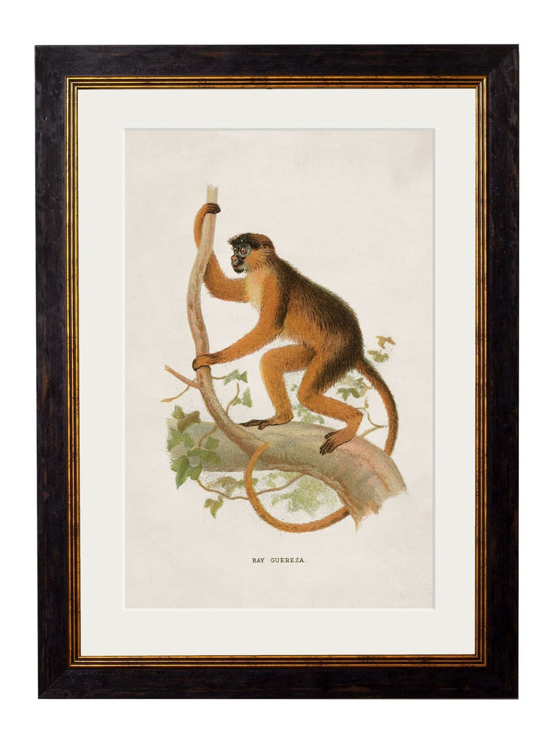 Framed Collection of Primates Prints - Referenced From 1910 IllustrationsVintage Frog T/APictures & Prints