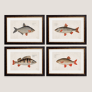 Framed Studies of Fresh Water Fish - Referenced From Beautiful French 1700s PrintsVintage Frog T/APictures & Prints