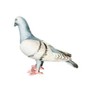 Cast Iron Pigeon Bird Ornament Figure