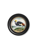 Quality Glass Fronted Framed Print, Audubon Style Cranes in Round Frames Framed Wall Art PictureVintage Frog T/AFramed Print