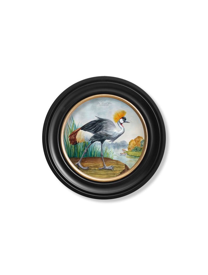 Quality Glass Fronted Framed Print, Audubon Style Cranes in Round Frames Framed Wall Art PictureVintage Frog T/AFramed Print