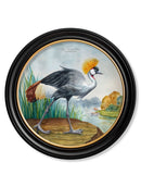 Quality Glass Fronted Framed Print, Audubon Style Cranes in Round Frames Framed Wall Art PictureVintage Frog T/AFramed Print