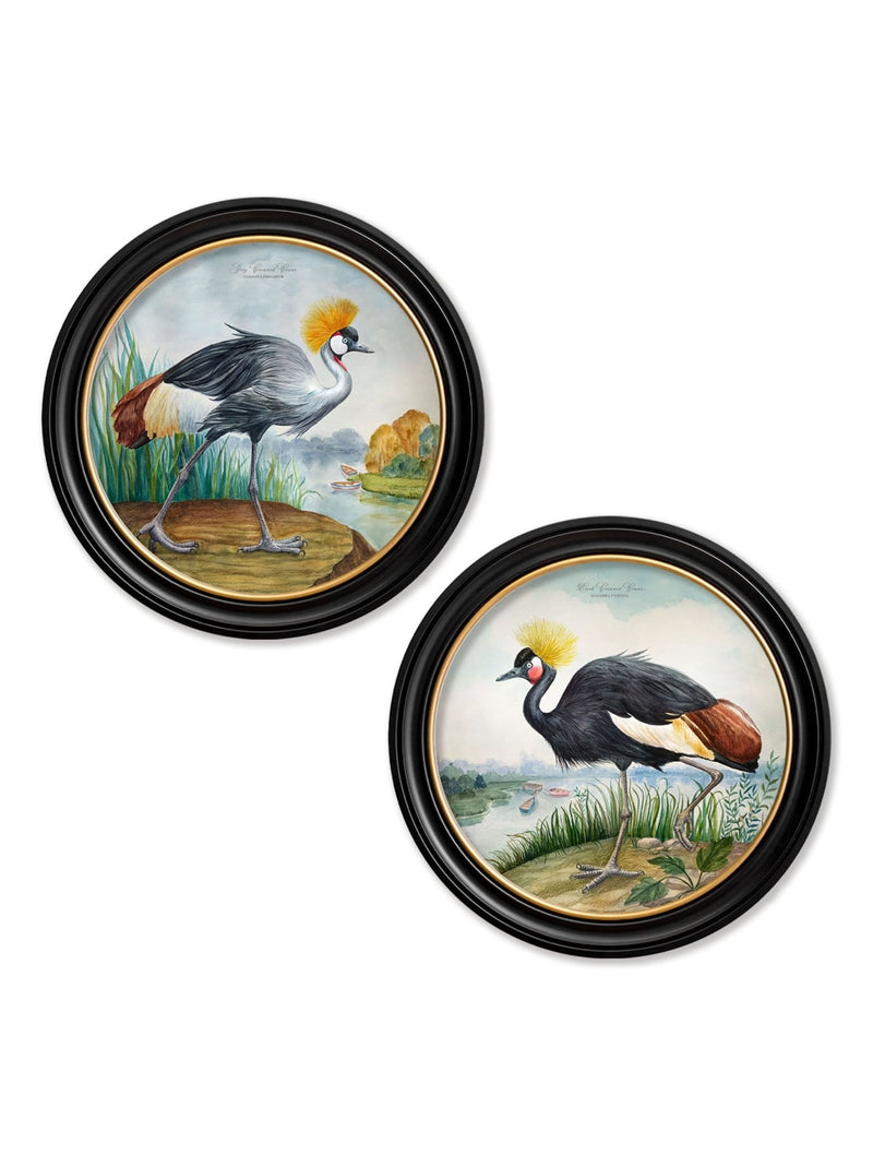 Quality Glass Fronted Framed Print, Audubon Style Cranes in Round Frames Framed Wall Art PictureVintage Frog T/AFramed Print