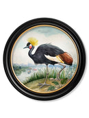 Quality Glass Fronted Framed Print, Audubon Style Cranes in Round Frames Framed Wall Art PictureVintage Frog T/AFramed Print