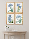 Quality Glass Fronted Framed Print, Blue Floral Illustrations Set of 4 Prints Framed Wall Art PictureVintage Frog T/AFramed Print