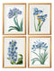 Quality Glass Fronted Framed Print, Blue Floral Illustrations Set of 4 Prints Framed Wall Art PictureVintage Frog T/AFramed Print