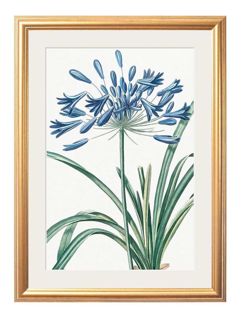 Quality Glass Fronted Framed Print, Blue Floral Illustrations Set of 4 Prints Framed Wall Art PictureVintage Frog T/AFramed Print