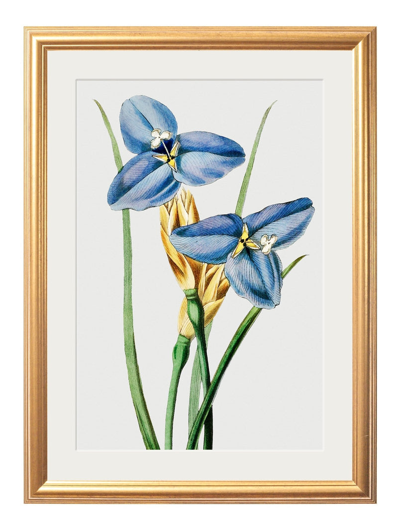 Quality Glass Fronted Framed Print, Blue Floral Illustrations Set of 4 Prints Framed Wall Art PictureVintage Frog T/AFramed Print