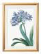 Quality Glass Fronted Framed Print, Blue Floral Illustrations Set of 4 Prints Framed Wall Art PictureVintage Frog T/AFramed Print