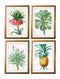 Quality Glass Fronted Framed Print, Botanical Nature Illustrations Set of 4 Prints Framed Wall Art PictureVintage Frog T/AFramed Print