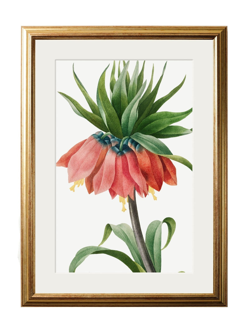 Quality Glass Fronted Framed Print, Botanical Nature Illustrations Set of 4 Prints Framed Wall Art PictureVintage Frog T/AFramed Print