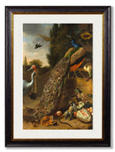 Quality Glass Fronted Framed Print, c.1683 Peacock Painting Framed Wall Art PictureVintage Frog T/AFramed Print