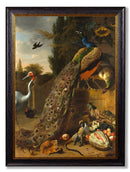 Quality Glass Fronted Framed Print, c.1683 Peacock Painting Framed Wall Art PictureVintage Frog T/AFramed Print