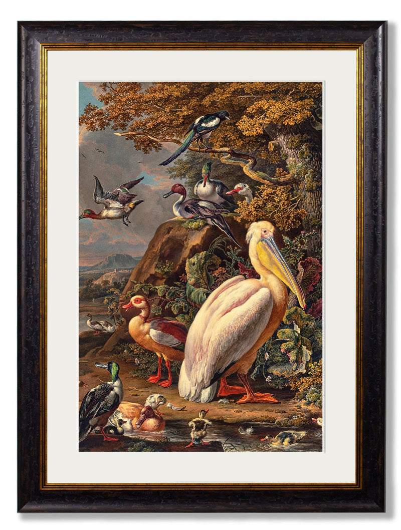 Quality Glass Fronted Framed Print, c.1683 Pelican Painting Framed Wall Art PictureVintage Frog T/AFramed Print