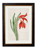 Quality Glass Fronted Framed Print, c.1780 Flowering Plants Framed Wall Art PictureVintage Frog T/AFramed Print