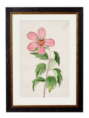 Quality Glass Fronted Framed Print, c.1780 Flowering Plants Framed Wall Art PictureVintage Frog T/AFramed Print