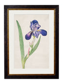 Quality Glass Fronted Framed Print, c.1780 Flowering Plants Framed Wall Art PictureVintage Frog T/AFramed Print
