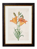 Quality Glass Fronted Framed Print, c.1780 Flowering Plants Framed Wall Art PictureVintage Frog T/AFramed Print