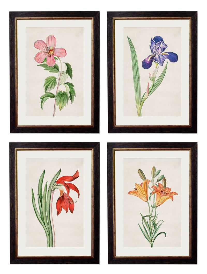 Quality Glass Fronted Framed Print, c.1780 Flowering Plants Framed Wall Art PictureVintage Frog T/AFramed Print