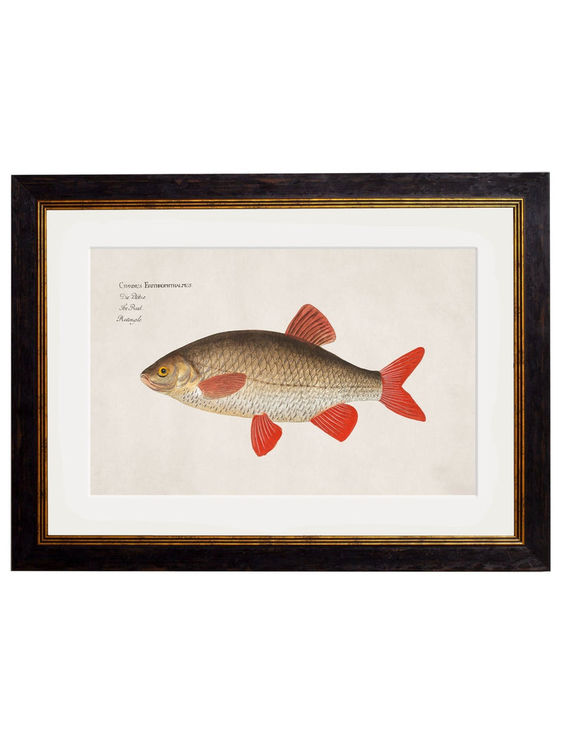 Quality Glass Fronted Framed Print, c.1785 Fresh Water Fish Framed Wall Art PictureVintage Frog T/AFramed Print