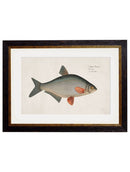 Quality Glass Fronted Framed Print, c.1785 Fresh Water Fish Framed Wall Art PictureVintage Frog T/AFramed Print