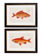 Quality Glass Fronted Framed Print, c.1785 Goldfish and Golden Orfe Framed Wall Art PictureVintage Frog T/AFramed Print