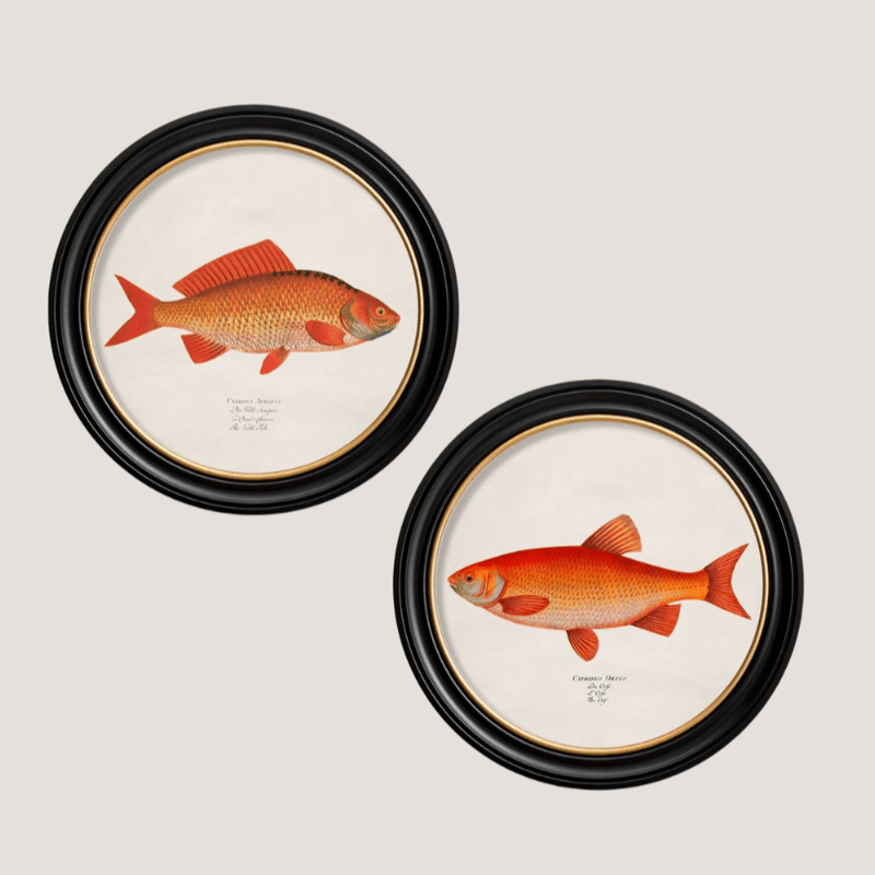 Quality Glass Fronted Framed Print, c.1785 Goldfish and Golden Orfe - Round Frame Framed Wall Art PictureVintage Frog T/AFramed Print