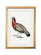 Quality Glass Fronted Framed Print, c.1800's Black Headed Pheasants Framed Wall Art PictureVintage Frog T/AFramed Print