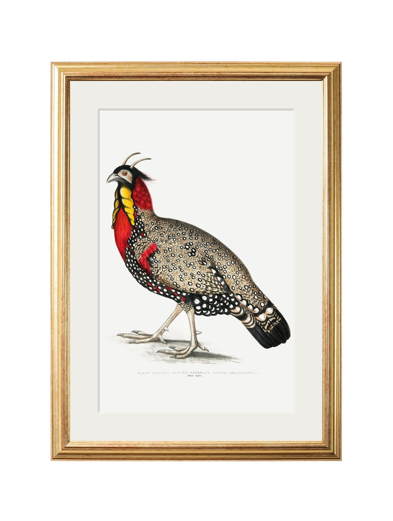 Quality Glass Fronted Framed Print, c.1800's Black Headed Pheasants Framed Wall Art PictureVintage Frog T/AFramed Print