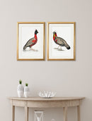 Quality Glass Fronted Framed Print, c.1800's Black Headed Pheasants Framed Wall Art PictureVintage Frog T/AFramed Print