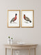 Quality Glass Fronted Framed Print, c.1800's Black Headed Pheasants Framed Wall Art PictureVintage Frog T/AFramed Print