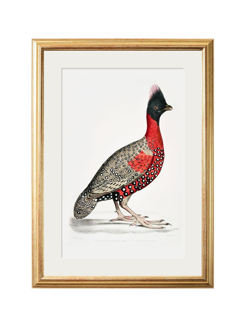 Quality Glass Fronted Framed Print, c.1800's Black Headed Pheasants Framed Wall Art PictureVintage Frog T/AFramed Print