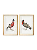 Quality Glass Fronted Framed Print, c.1800's Black Headed Pheasants Framed Wall Art PictureVintage Frog T/AFramed Print